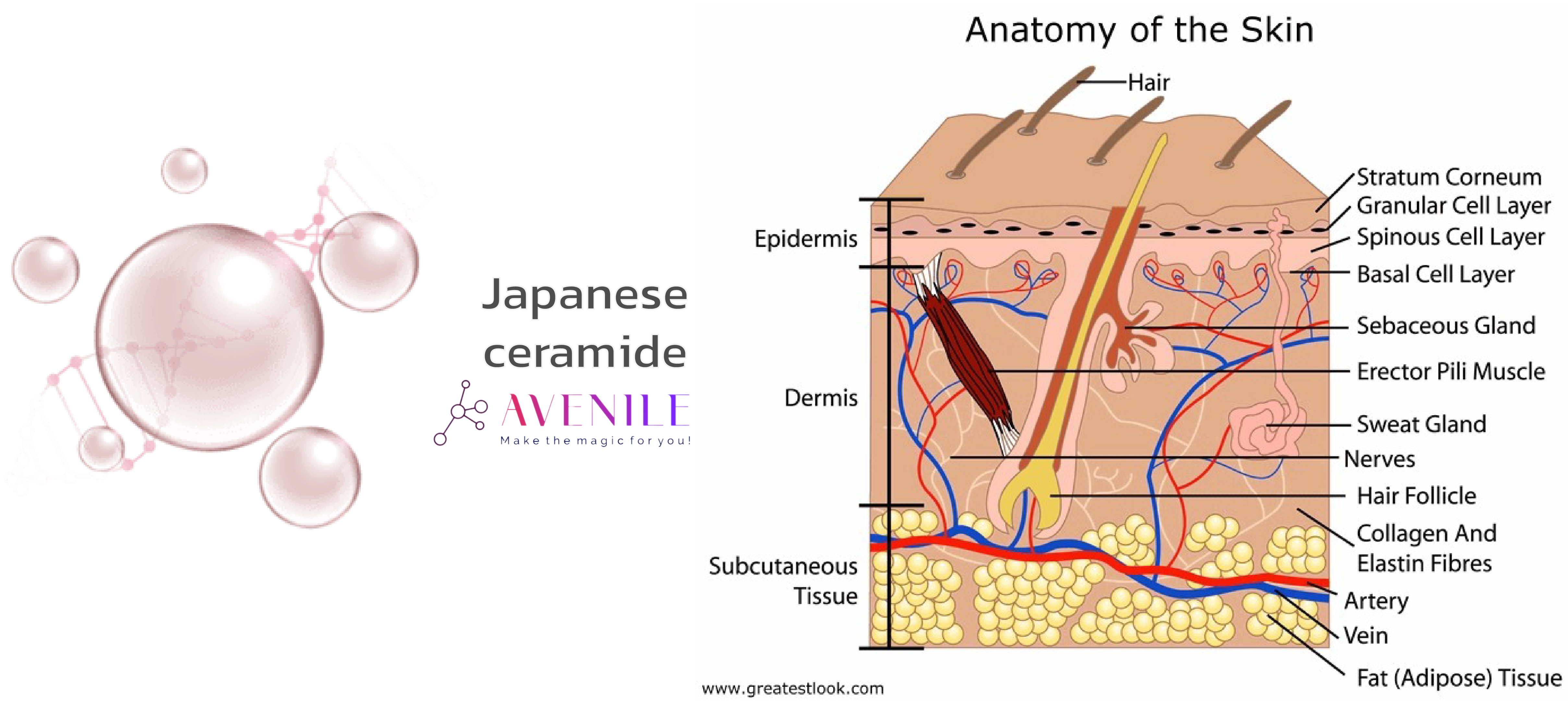 Japanese ceramide