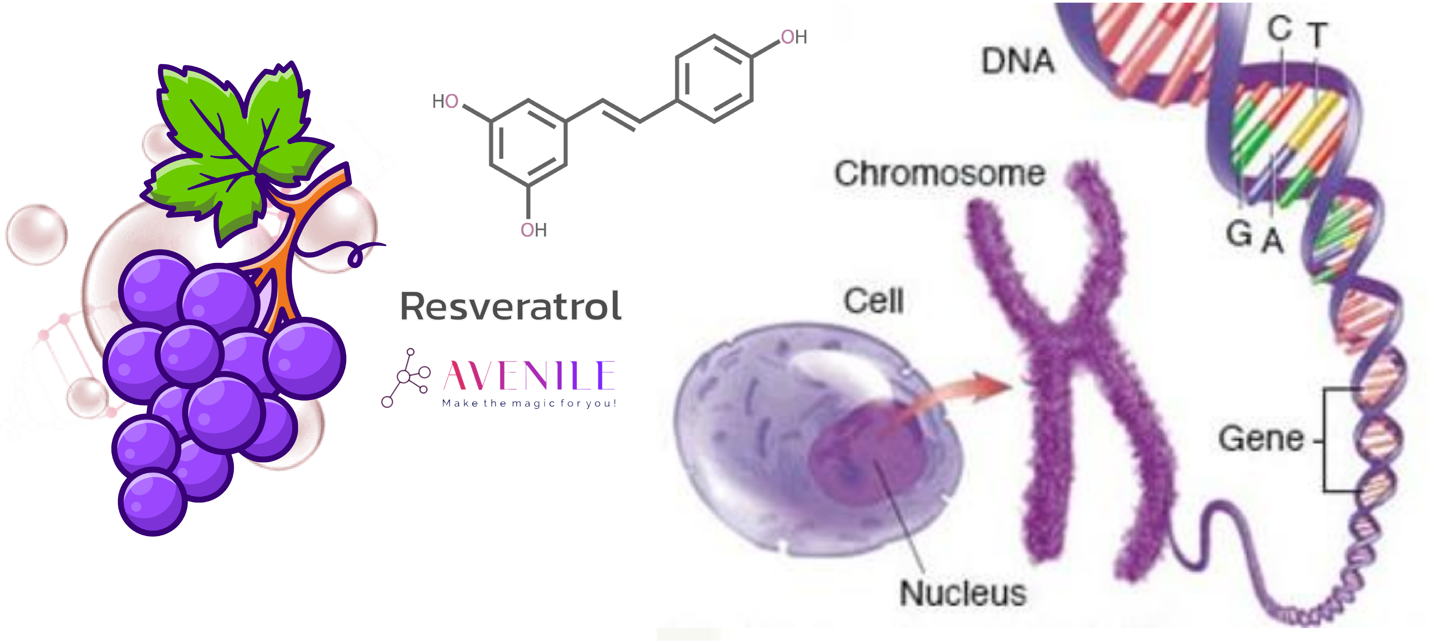 Resveratrol