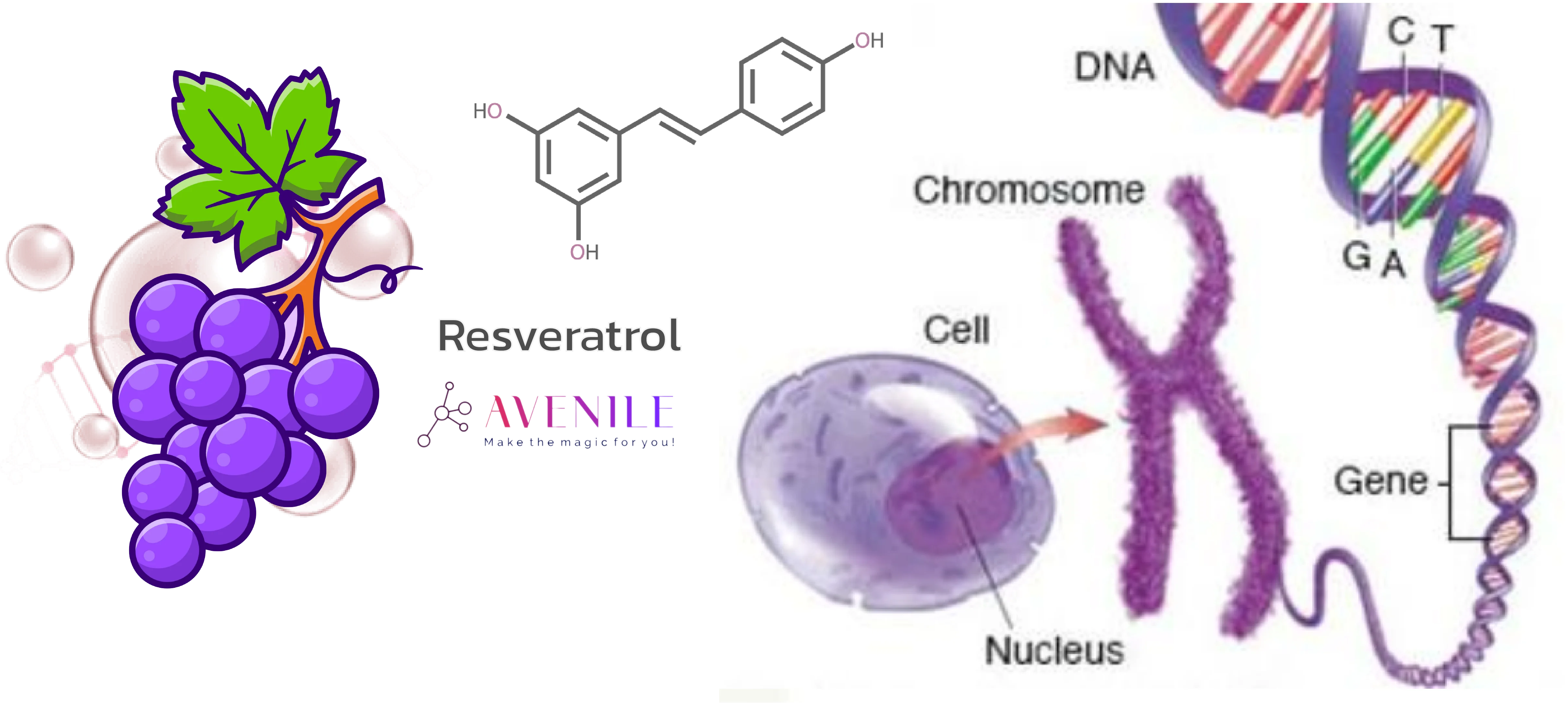 Resveratrol